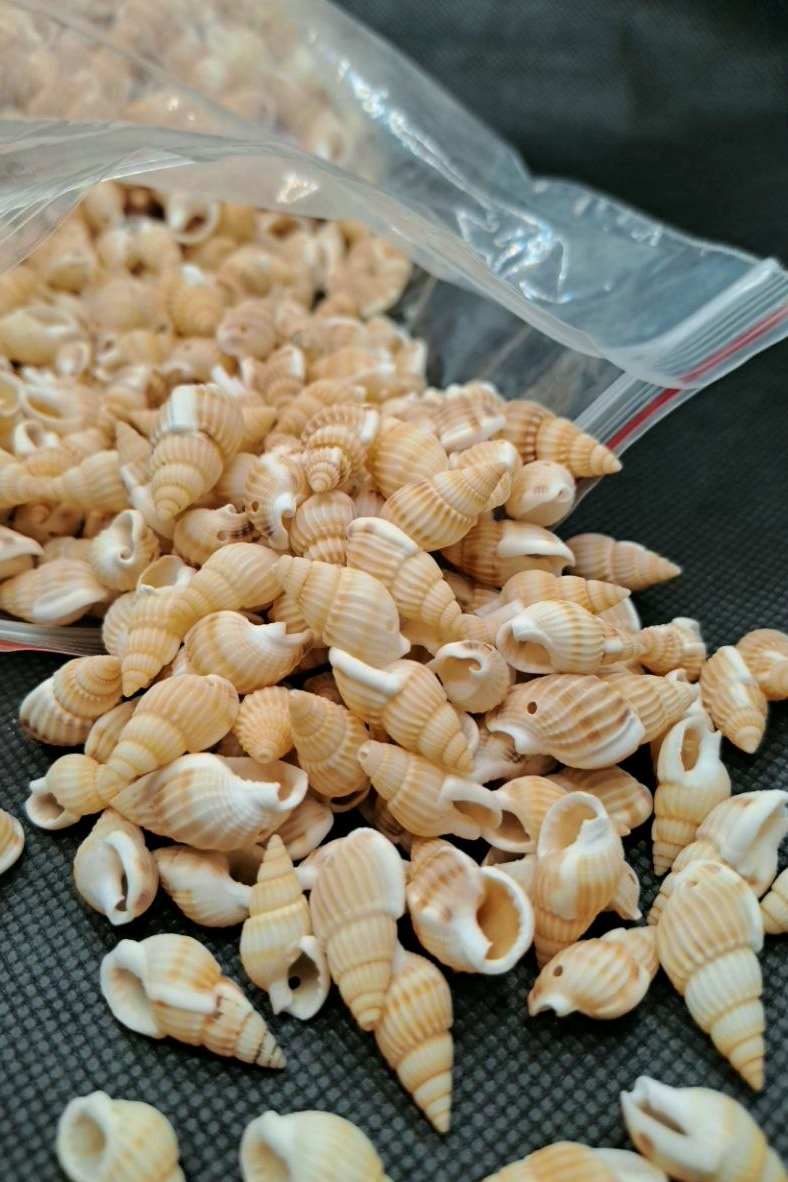 صدف دریایی در دو رنگ