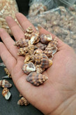صدف حلزونی